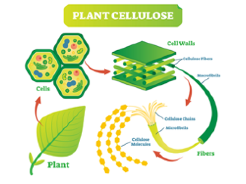 Infographic showing the components parts of plant cellulose from the plant down to the cells, cell walls, and cellulose fibers.